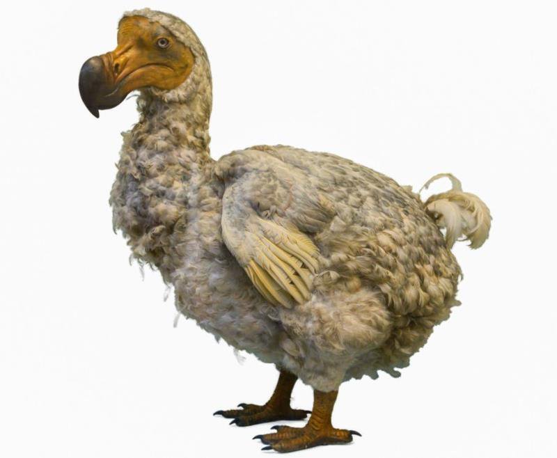 A dodo – Mauritius nemzeti madara