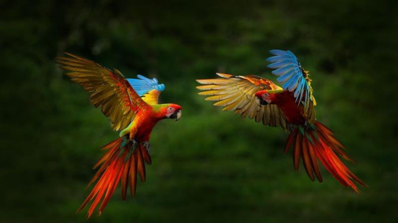Papagályok a costa ricai dzsungelben