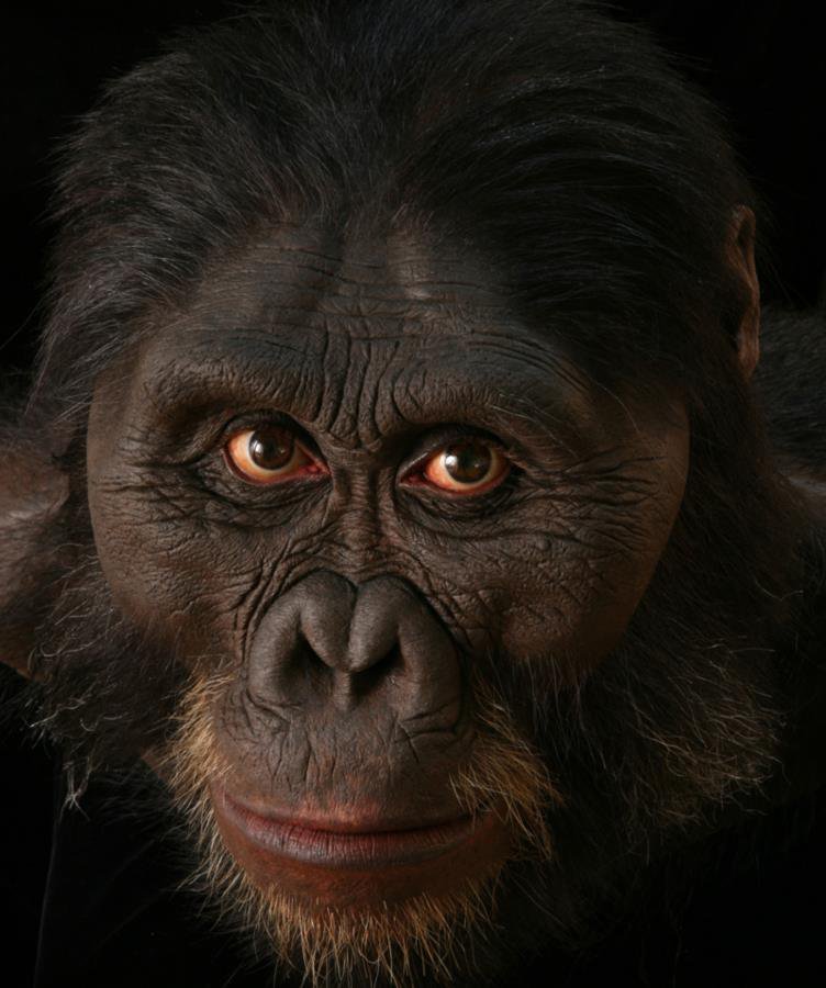 Australopithecus africanus rekonstrukció
