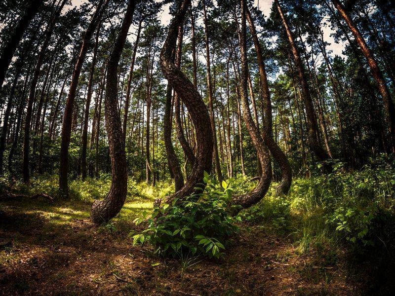Görbe erdő – Krzywy Las