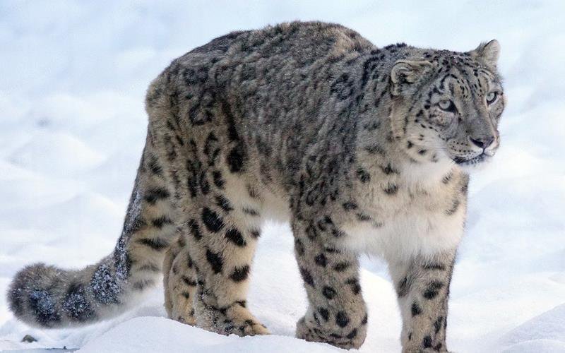 A gyönyörű nagymacska (snow leopard)