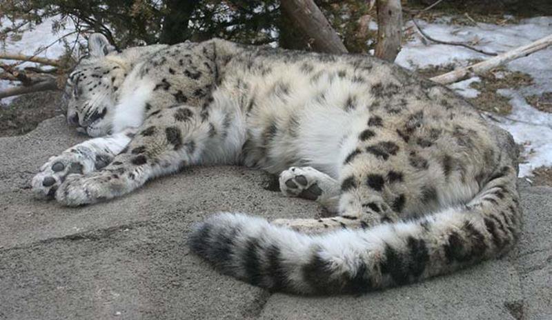 Hópárduc (snow leopard)