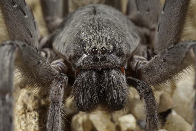 Egy igazi tarantula – Califorctenus cacachilensis
