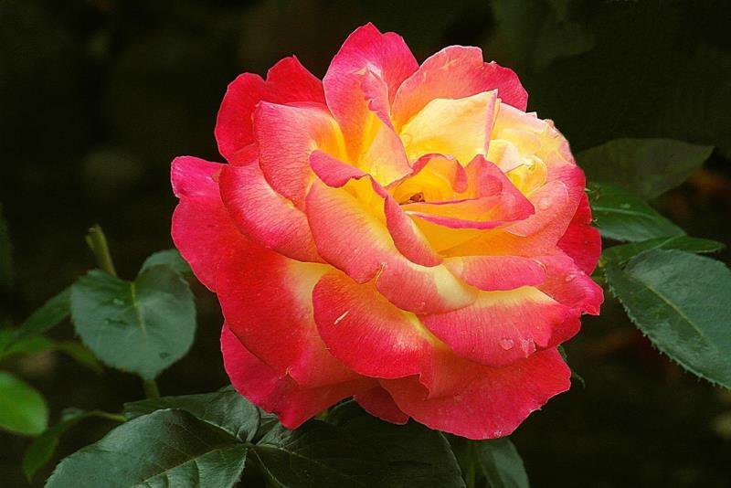 Sokan a legszebb virágnak tartják a rózsát